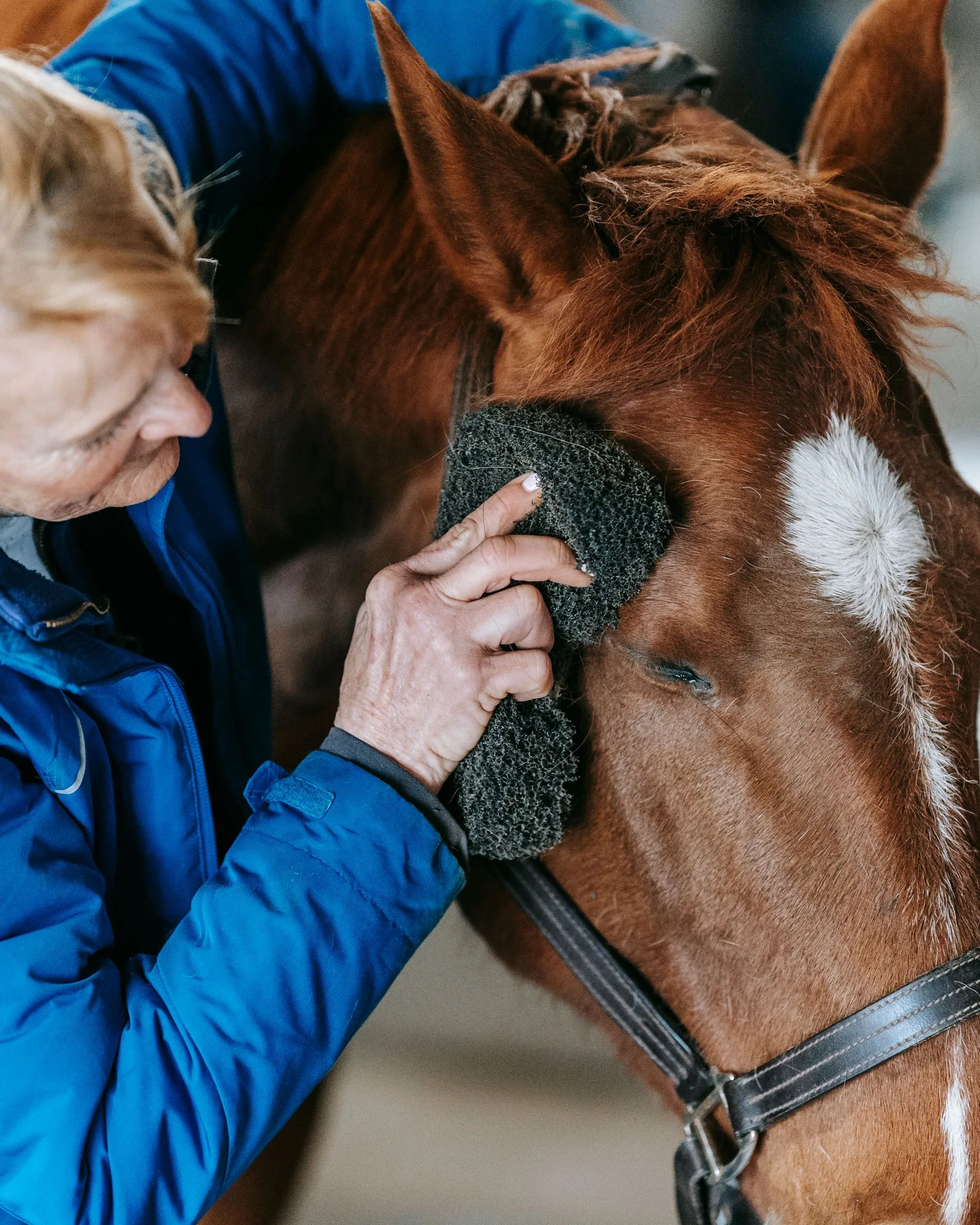 Cavalière qui panse la tête de son cheval alezan dans l’allée des boxes